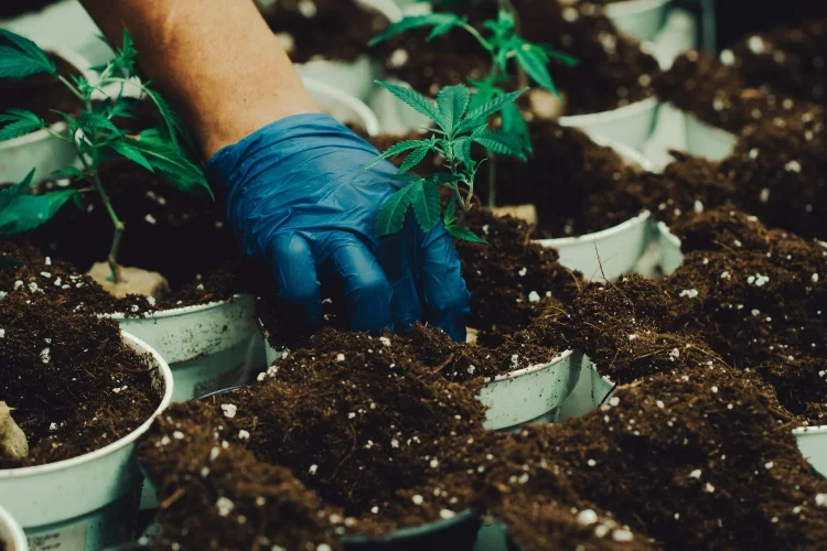 The Type of Soil You Use Will Affect the Quality and Yield of Your Cannabis Plants