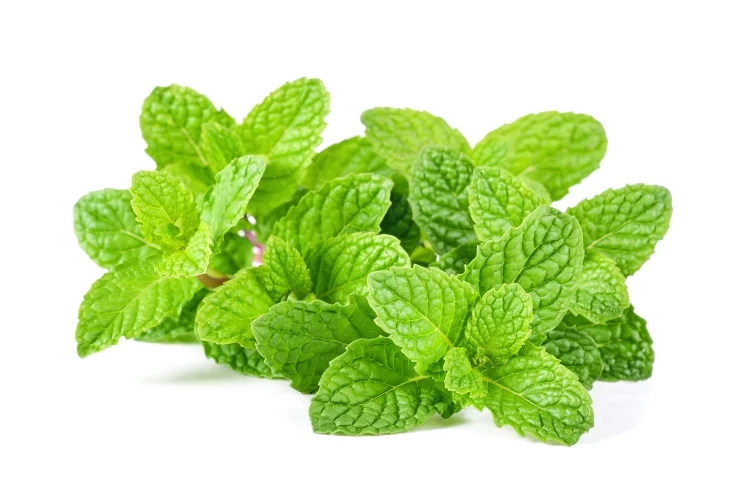 Spearmint