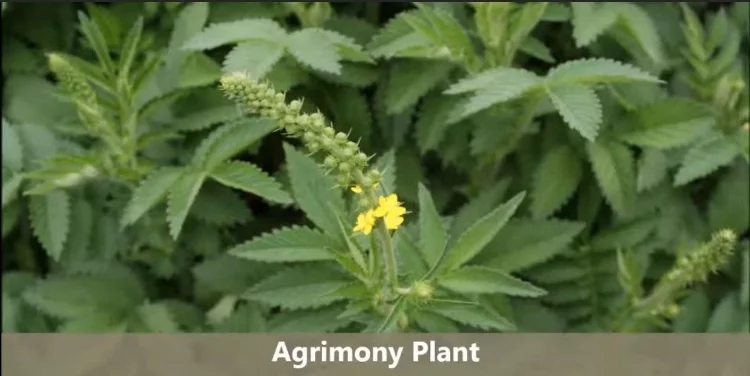 Agrimony: Benefits, Uses & Warnings & Recipes