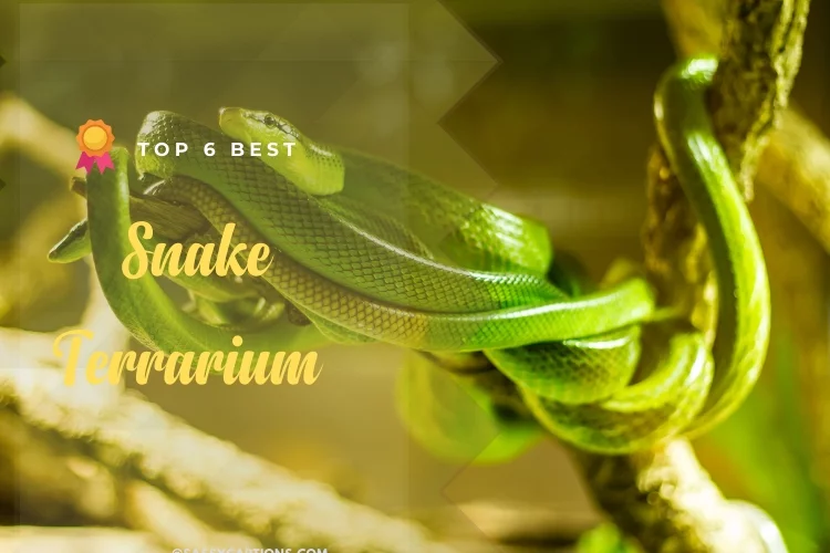 Top 6 Best Snake Terrarium Reviews