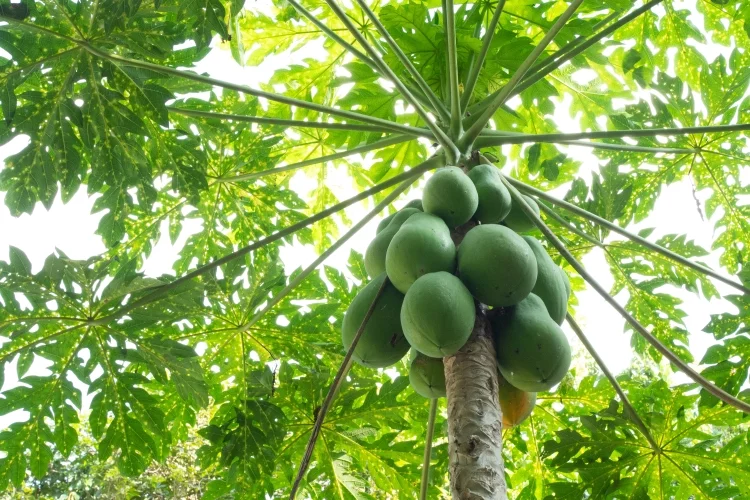 Papaya Plant: