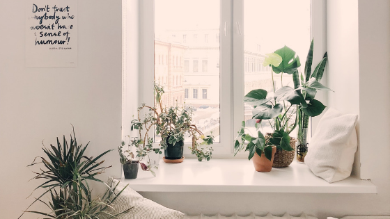 Bedroom Plants