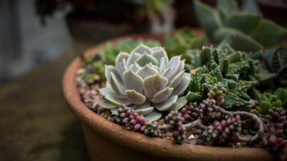 Succulents Pots