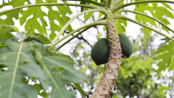 Profitable Trees In India