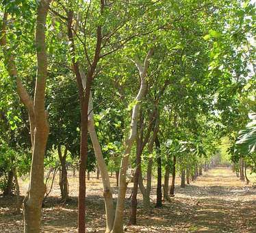 Chandan Tree In India