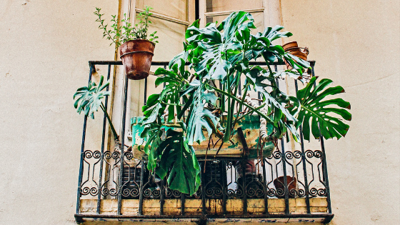 East Facing Balcony Plants