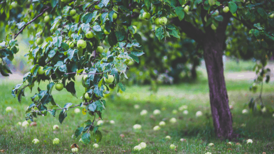 Profitable Trees In India