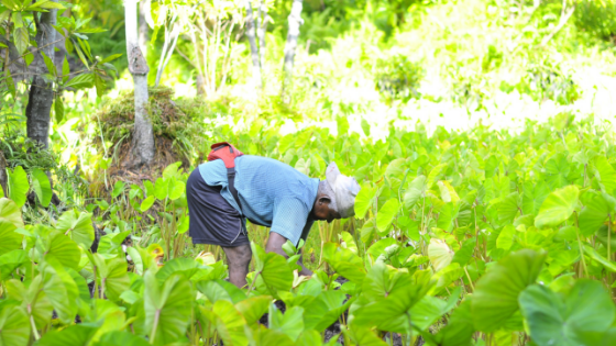 Farming India