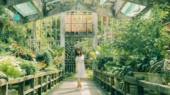 Vegetable Garden