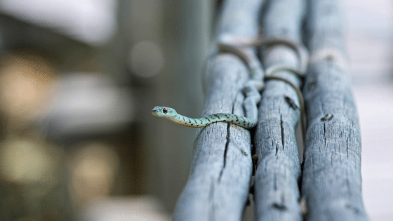 Plants & Flowers that Attract Snakes to the Garden