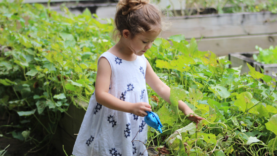 Maintenance Of Garden