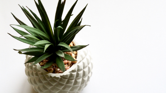 Indoor Plants Absorb Humidity