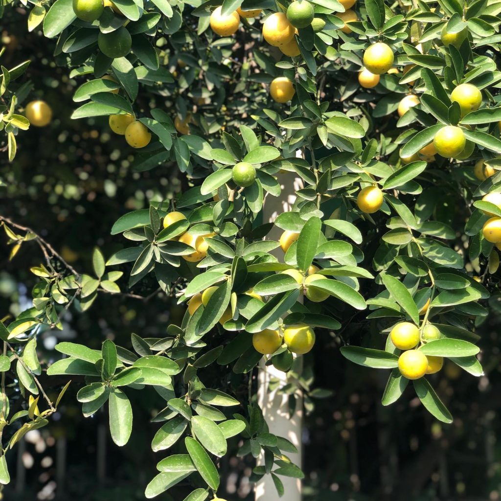 30 Fastest Growing Trees for your Garden