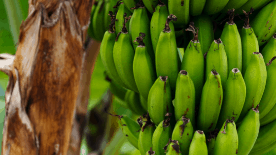 Profitable Trees In India