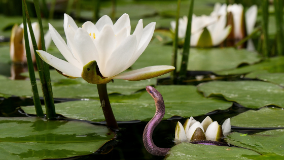 Herbs That Attract Snakes