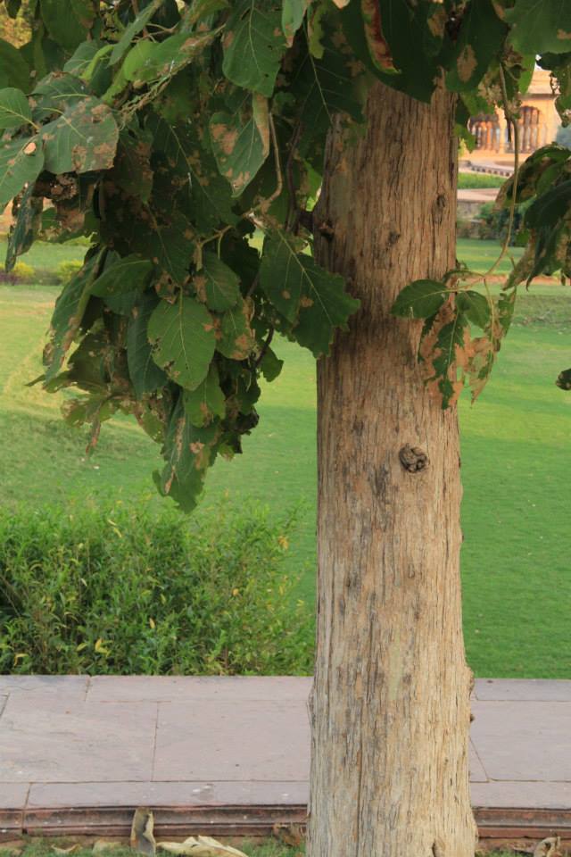 30 Fastest Growing Trees for your Garden