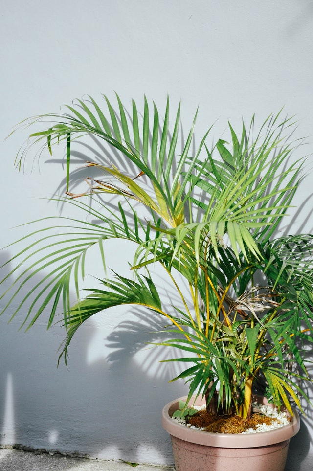 Areca palm: