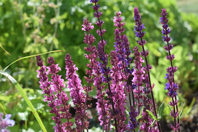 Blue Perennial Sage