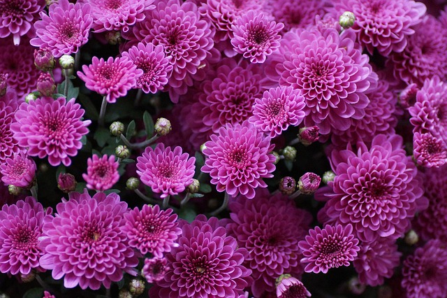 CHRYSANTHEMUM