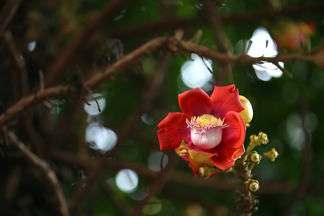 Nagalingam Flower