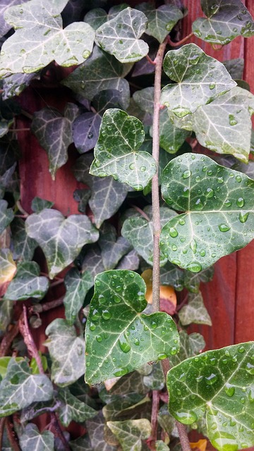 ENGLISH IVY