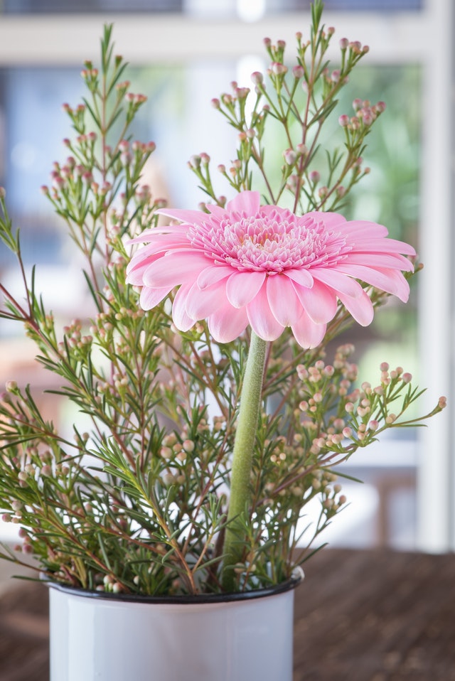 Gerbera Pot