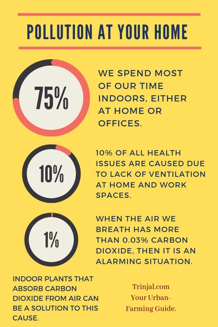 Indoor Plants That Absorb Carbon Dioxide At Home