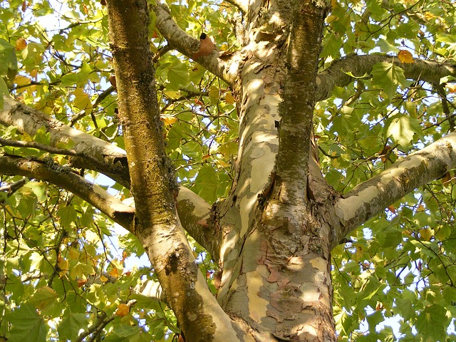 LONDON PLANE