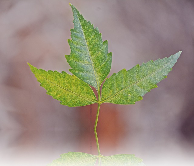 Neem Tree