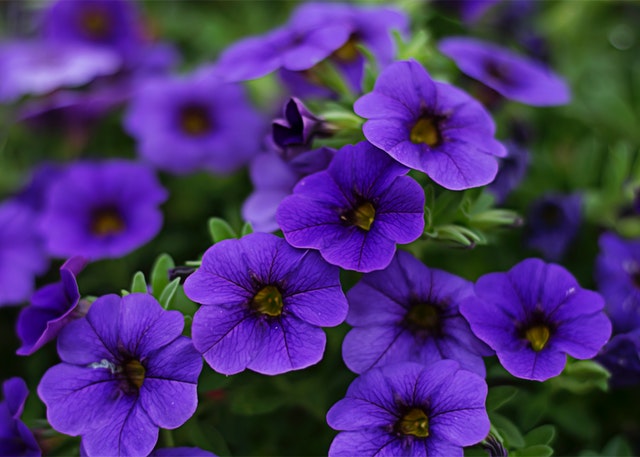 Pale Petunias