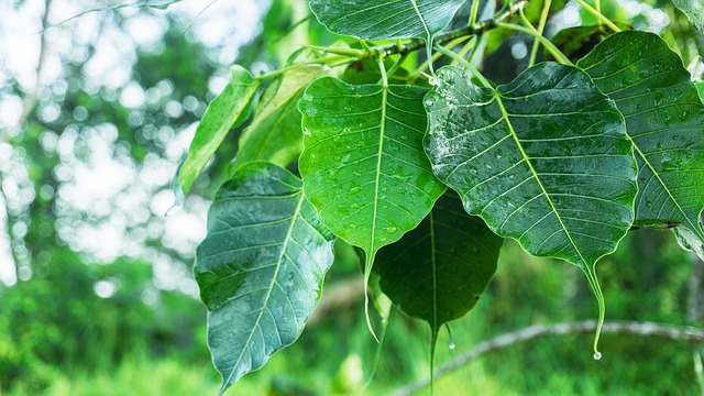 Sacred Fig