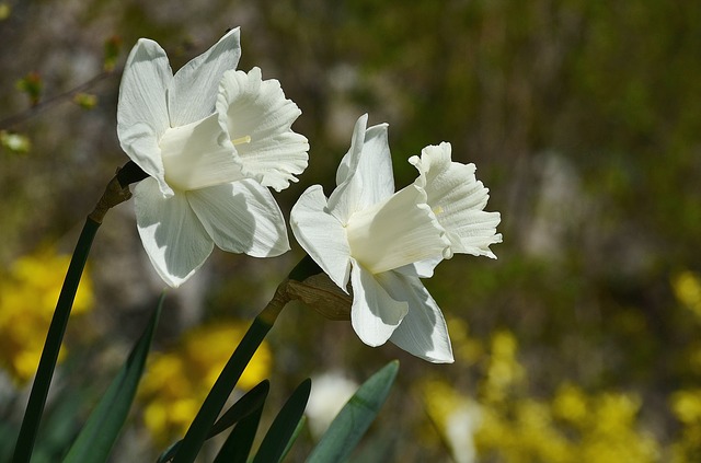 Sunny Daffodils