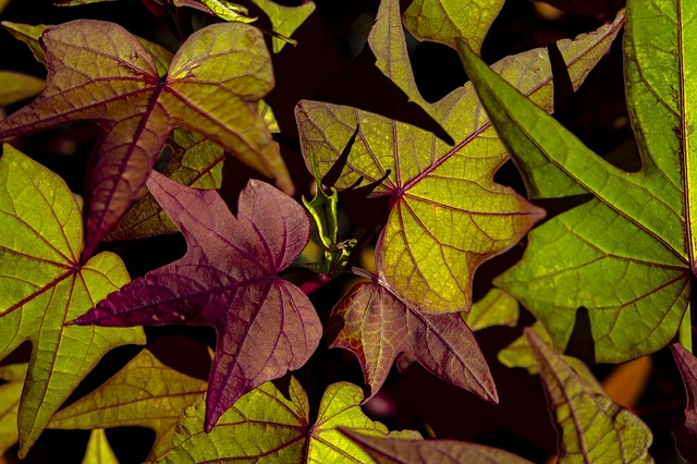 Sweet Potato Vine