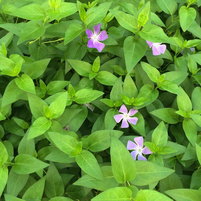 Vinca Vine