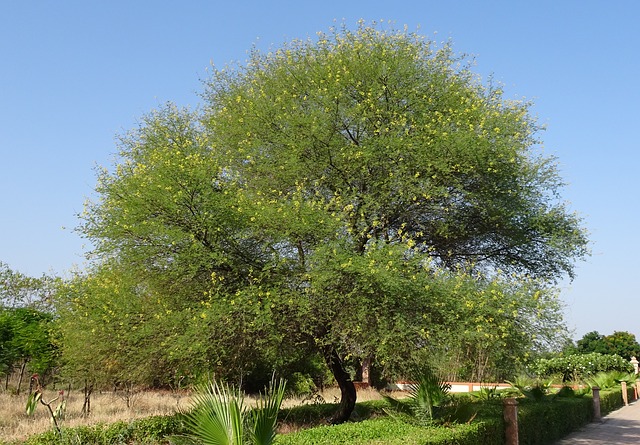 Babul Tree
