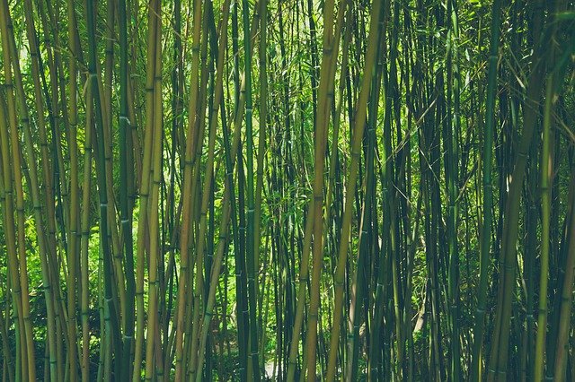 Bamboo Tree