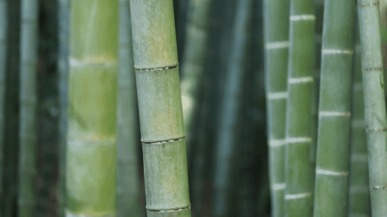 Bamboo Tree