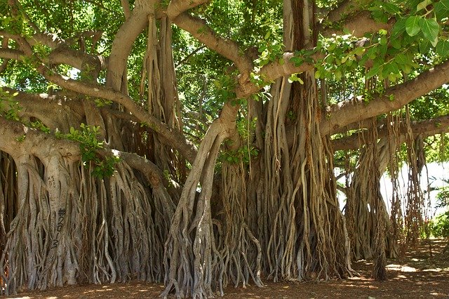 Banyan Tree