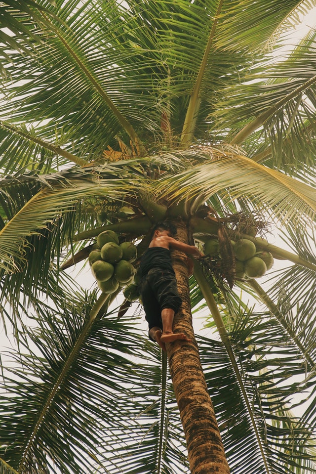 Coconut Tree