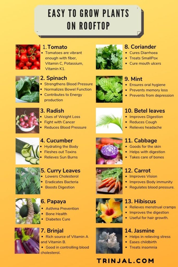 15 Plants for Terrace Gardening in India {Rooftop Farming}