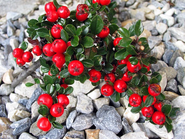 Ground Cover Plants Attract Snakes