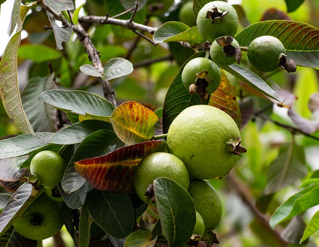 Amrood Tree