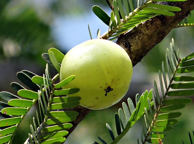 Amla Tree