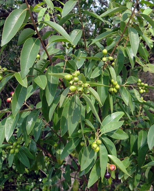 Indian Sandalwood Profitable Tree