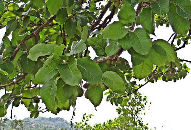 Mahua