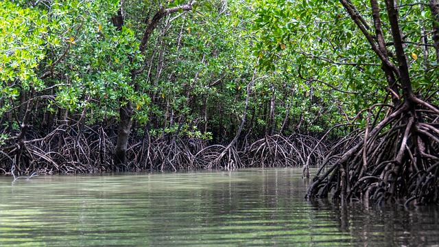 Mangroves Tree