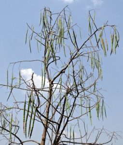 Moringa Tree