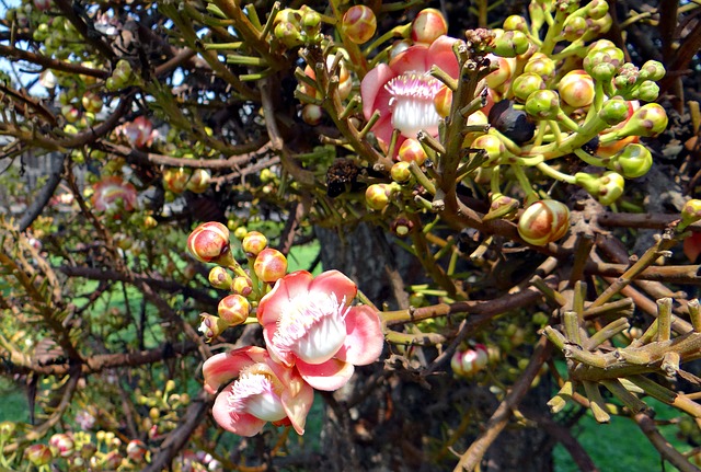 Cannon Ball Tree