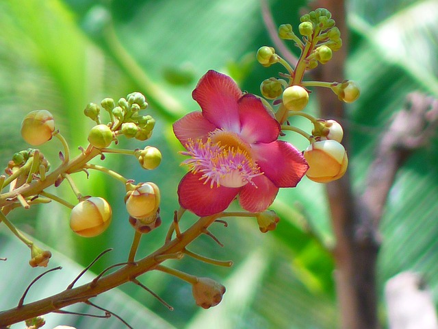 Nagalinga Fruits