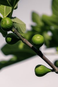 Ficus Fig Tree